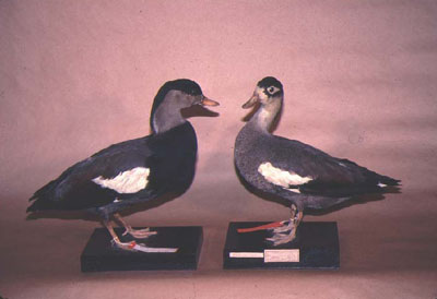 Crested shelduck